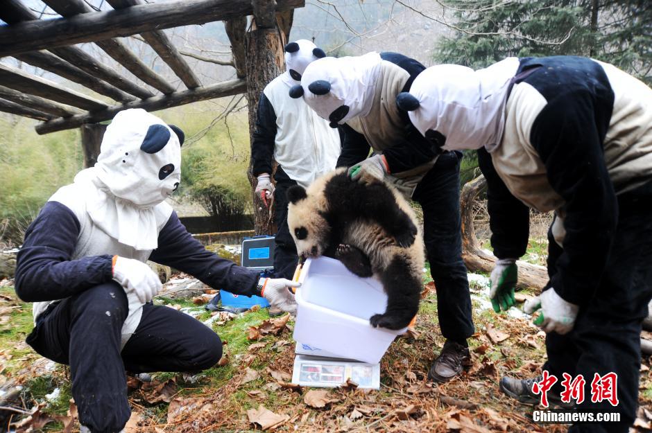 Cute giant panda cubs undergo wild training