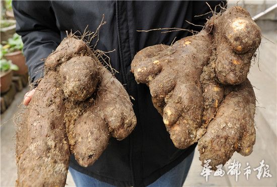 Giant twin yams dug out in Chengdu