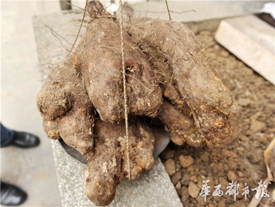 Giant twin yams dug out in Chengdu