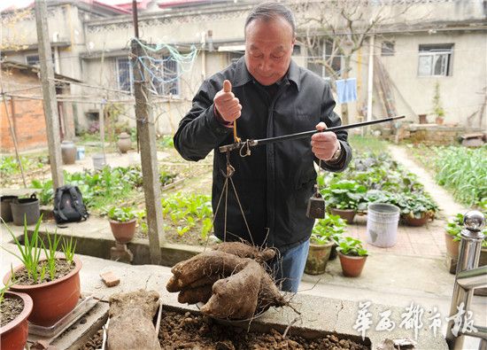 Giant twin yams dug out in Chengdu