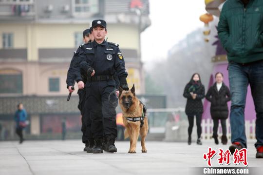 German Shepherds debut as festival security forces