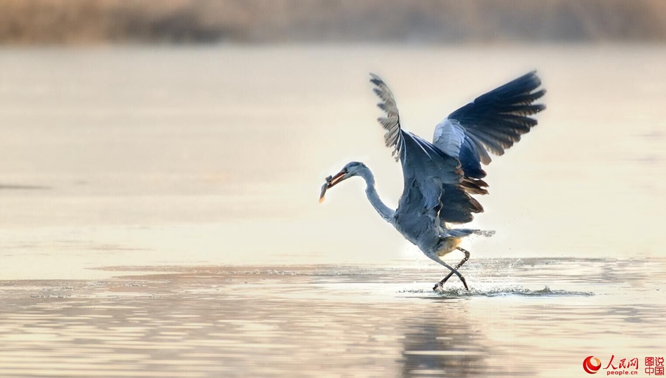 Birds in Fenhe wetland park