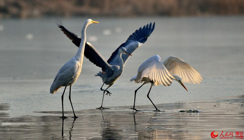Birds in Fenhe wetland park