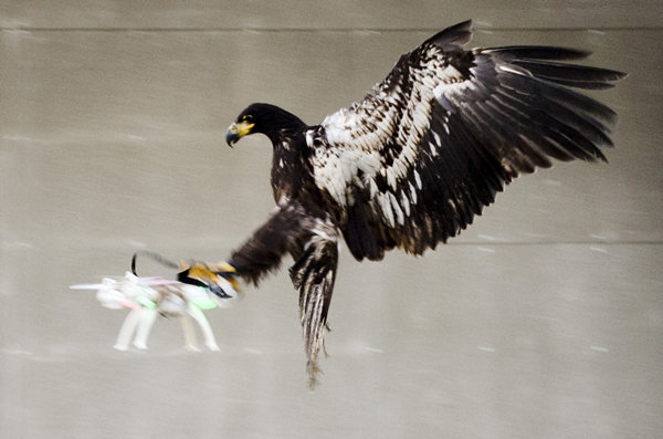 Police train eagles to snatch ‘enemy’ drones