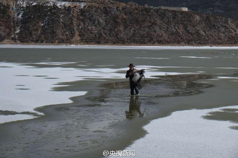 Two men save crane from ice cave and warm it with body