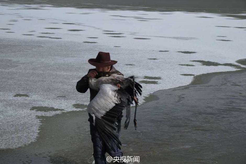 Two men save crane from ice cave and warm it with body