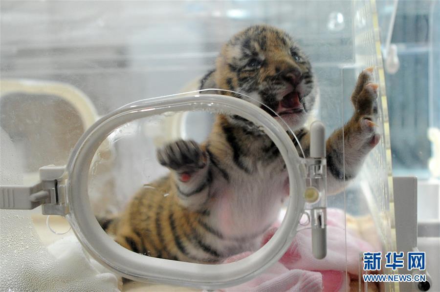 Baby South China tiger meets the public in Chongqing