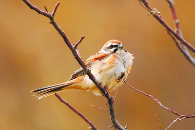 Rare birds seen again in Beijing after 70 years