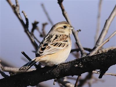 Rare birds seen again in Beijing after 70 years