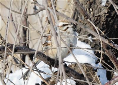 Rare birds seen again in Beijing after 70 years