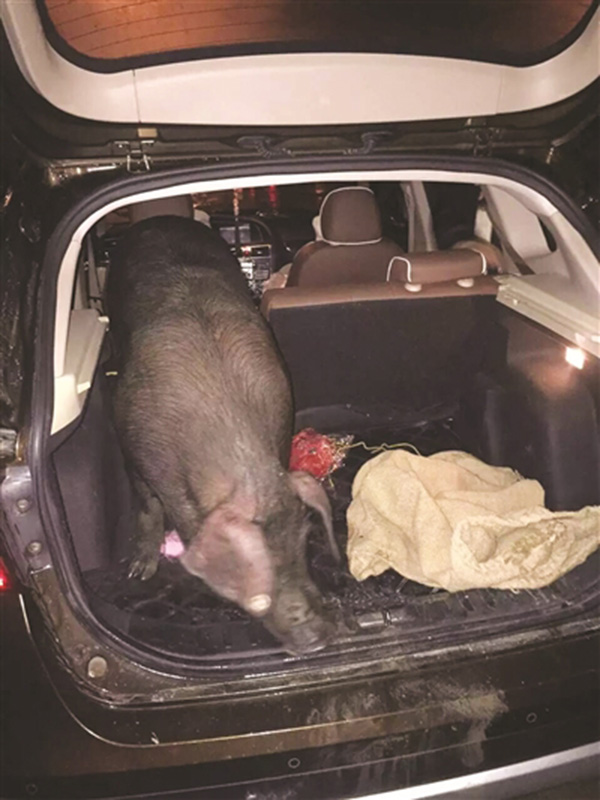 Employees receive live pigs as New Year's bonus