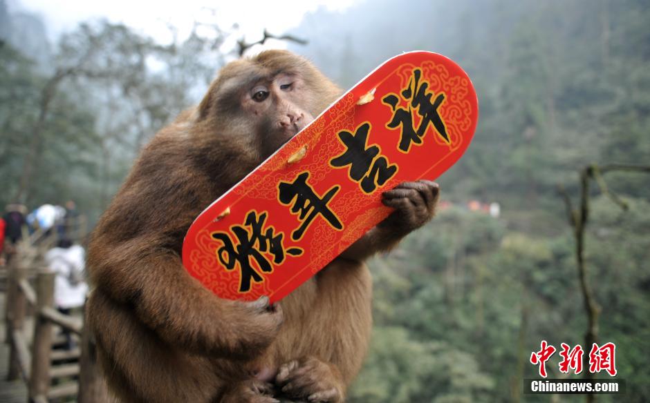 Cute monkeys send New Year wishes to tourists in Mount Emei 
