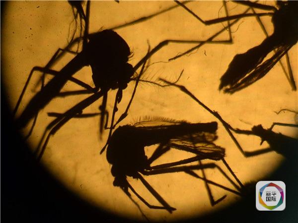 Laboratory test for Zika virus adopted in Shenzhen