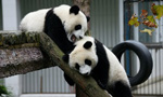 Real kung fu pandas