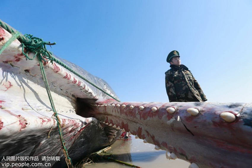 Stranded sperm whale dead in E China
