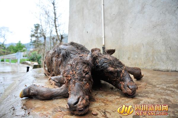 Two-headed calf born in southwest China