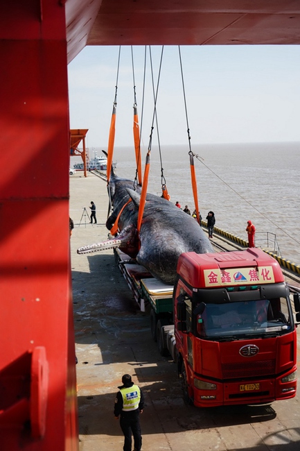 Dead stranded sperm whale brought ashore in E China