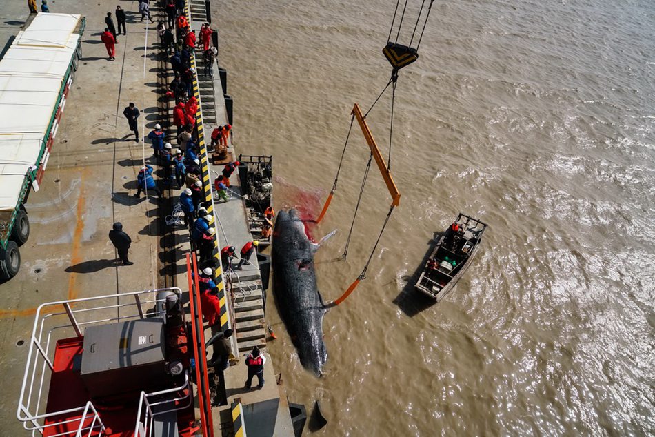 Dead stranded sperm whale brought ashore in E China