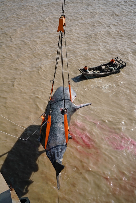 Dead stranded sperm whale brought ashore in E China