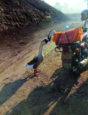 Two geese “kissing goodbye” on Valentine's Day go viral