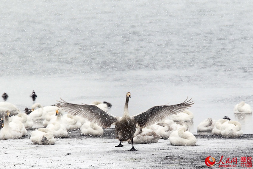 Swans enjoying snowfall in E China