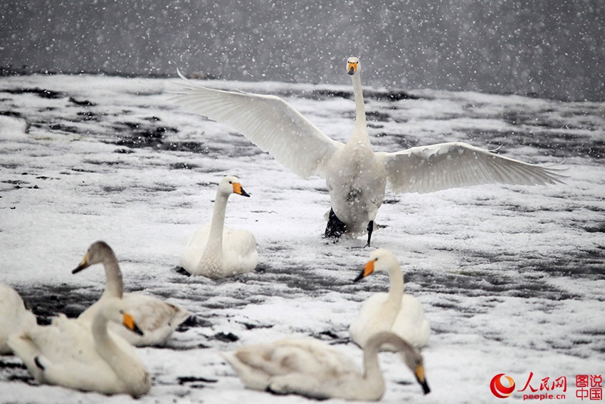 Swans enjoying snowfall in E China