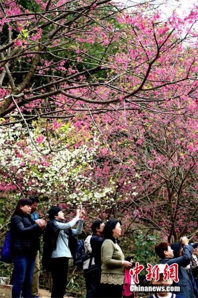 Visitors enjoy cherry blossoms in Fujian