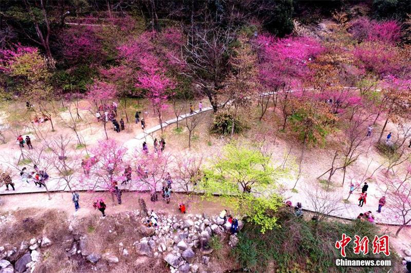 Visitors enjoy cherry blossoms in Fujian