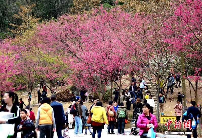 Visitors enjoy cherry blossoms in Fujian