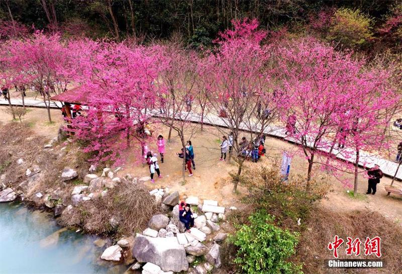 Visitors enjoy cherry blossoms in Fujian