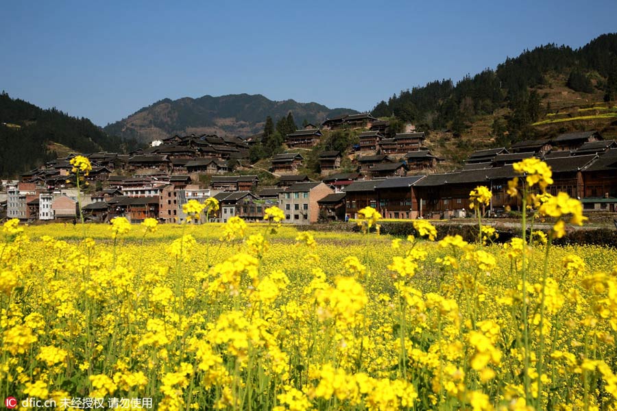 Intoxicating rape flowers in Guizhou