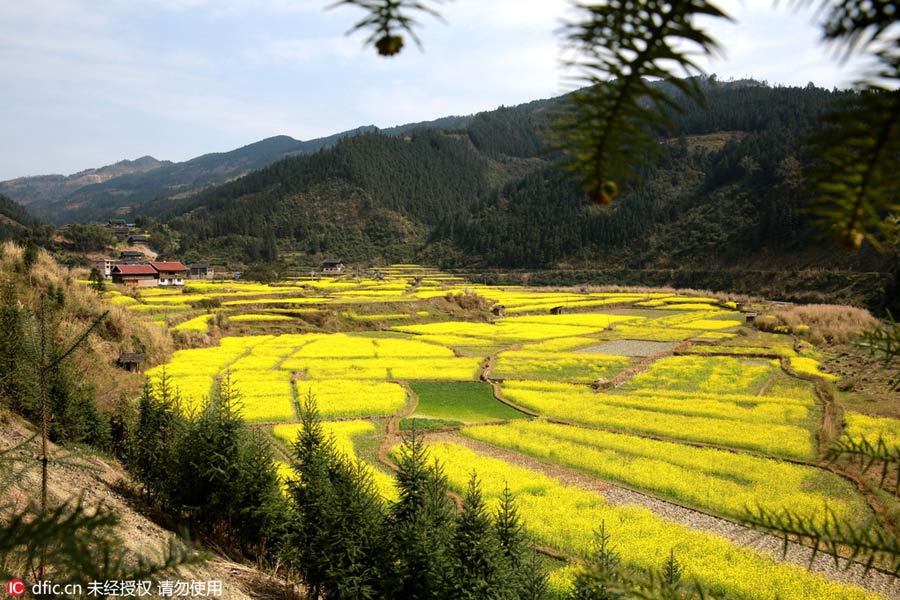 Intoxicating rape flowers in Guizhou