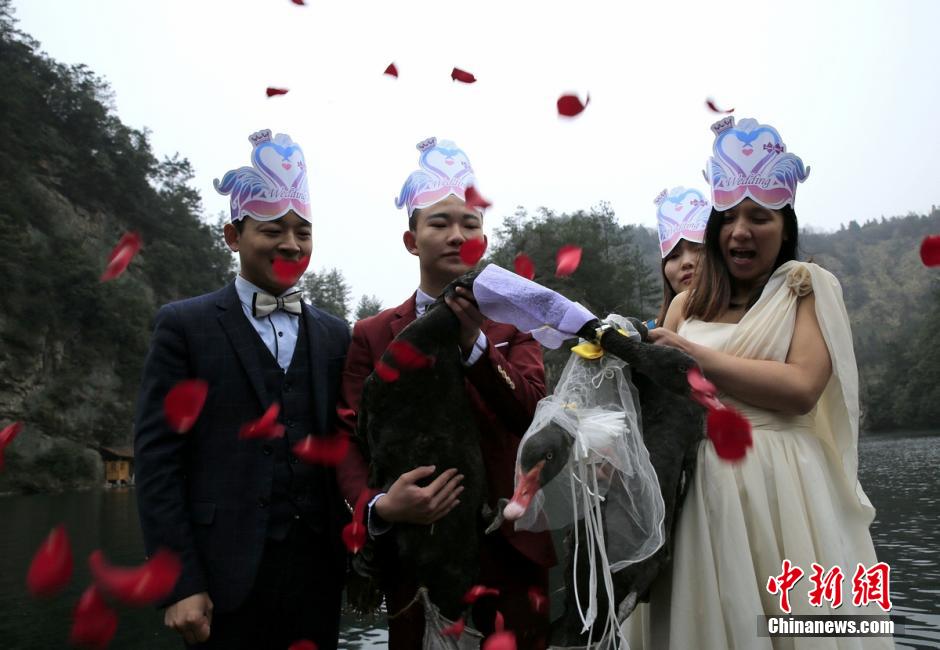 Wedding held for two black swans in Zhangjiajie