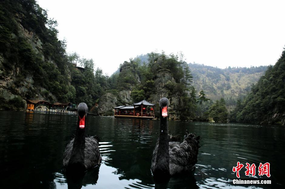 Wedding held for two black swans in Zhangjiajie