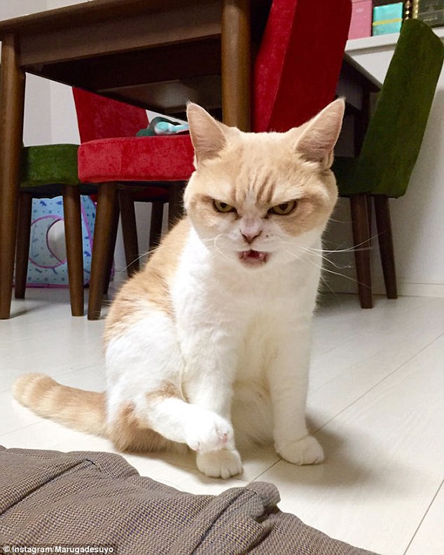 Cat with permanent scowl on her face becomes new 'Grumpy Cat