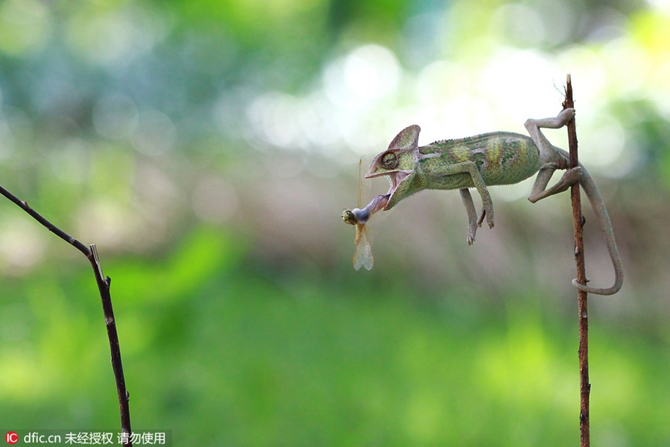 Speedy! A chameleon preys upon a dragonfly in seconds