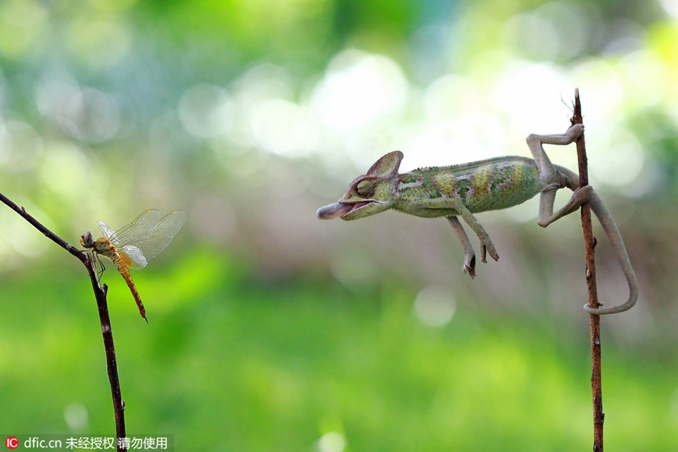 Speedy! A chameleon preys upon a dragonfly in seconds