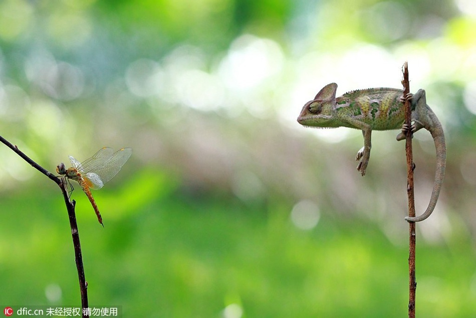 Speedy! A chameleon preys upon a dragonfly in seconds