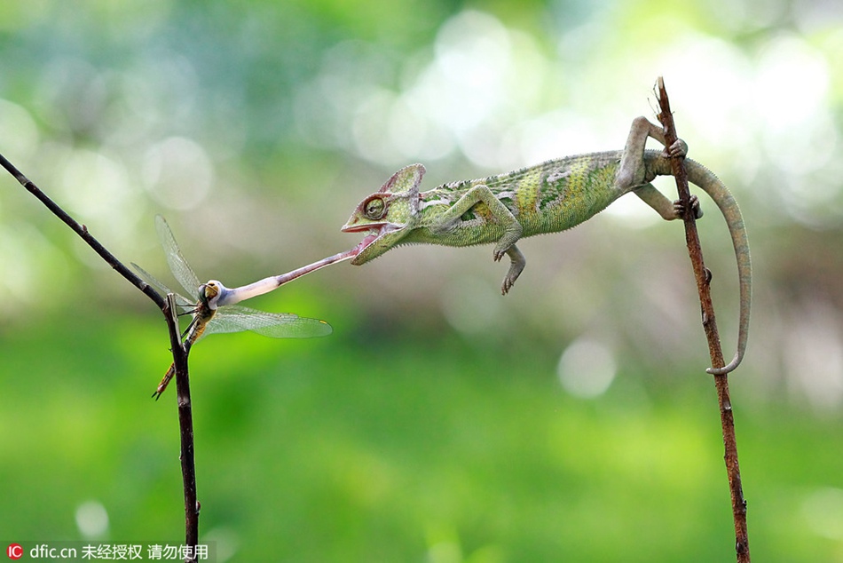 Speedy! A chameleon preys upon a dragonfly in seconds