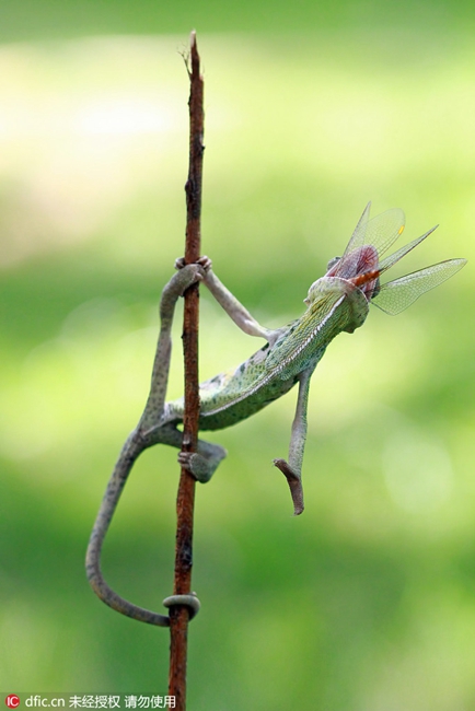 Speedy! A chameleon preys upon a dragonfly in seconds