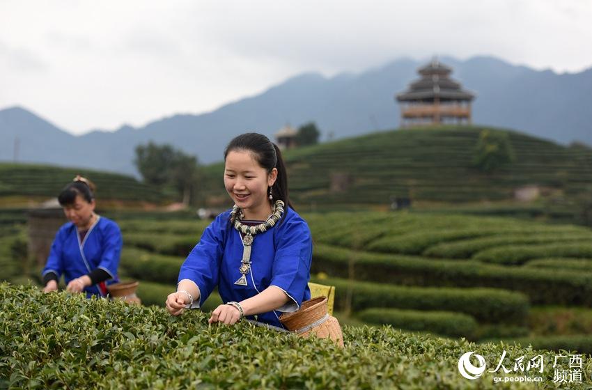 Tea farmers pick up first batch of spring tea