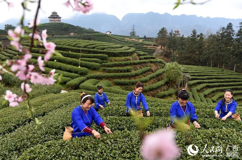 Tea farmers pick up first batch of spring tea