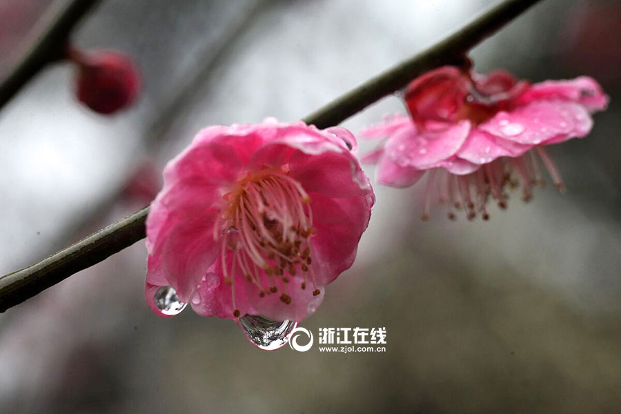 Plum flowers bloom in rain in Hangzhou