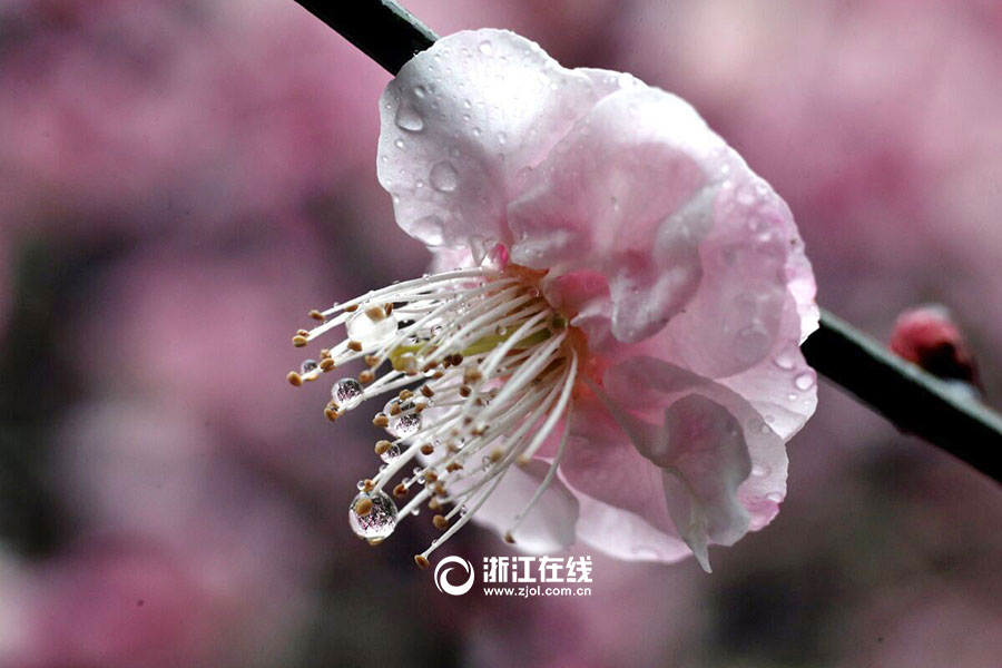 Plum flowers bloom in rain in Hangzhou
