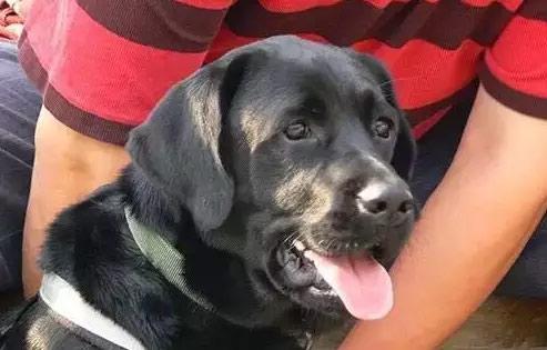 Abducted guide dog returns home 