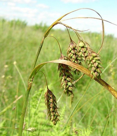 Scientists find plants that can predict weather