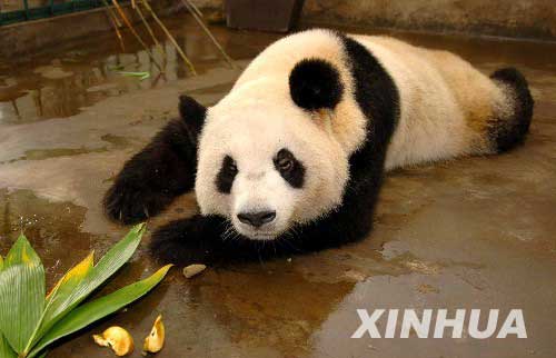 Unique brown panda survives winter