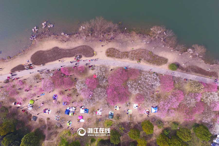 Breathtaking plum blossoms in Hangzhou
