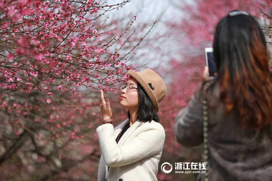 Breathtaking plum blossoms in Hangzhou
