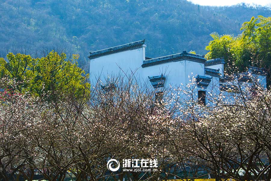 Breathtaking plum blossoms in Hangzhou
